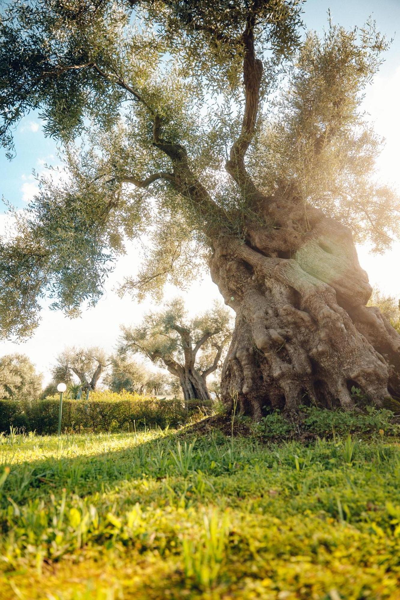 La Piana Degli Ulivi Bed and Breakfast Rossano Εξωτερικό φωτογραφία